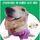 알로하탠 이미지