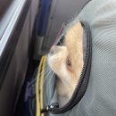 봄날애견 이미지