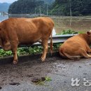 목면축산