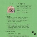 1474 | [1474] 쿤심(양측 슬개골탈구 G2, G3)의 수술후기