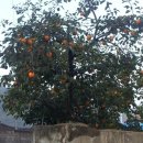 마을 보호수 이미지