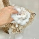 강아지 마음 | 강아지 얼굴 샴푸 직접 세안해본 솔직 후기 마음더 비건 애견샴푸