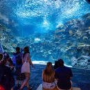 시애틀 | 시애틀 여행 - 시애틀 아쿠아리움 &amp; 오션 파빌리온 후기