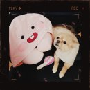 리리네 펫살롱 이미지