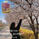 금강수변공원(대평동) | [세종 벚꽃 명소] 금강수변공원 실시간 개화 현황 | 4월 첫째주 주말이 피크! 핫핑크 겹벚꽃 포토존까지