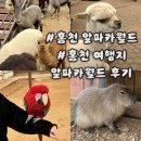 묵자푸드 | 월드 알파카 할인 주차비/동물 종류 카피바라/푸드코트 후기/홍천 1박 2일 가족여행 데이트 코스 추천