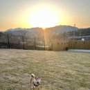 스테이모로(stay moro) | 청도 730평 잔디마당이 있는 독채 애견 펜션 스테이다독