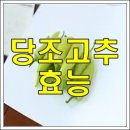 한방 - 당조고추의 효능 이미지