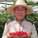채운영농조합법인 | 6시 내고향 경북 청도 산딸기 운문팜 택배 주문 및 구매 정보 총정리
