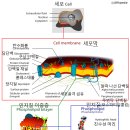 레시틴, 뇌건강 보충제? 이미지