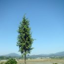 금당실전통마을 이미지