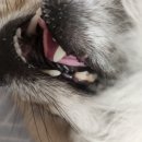 펫웨이브 동물의료센터 | 부산 닥터펫동물의료센터 강아지 스켈링 및 발치 비용 후기