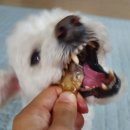 도기얌얌 이미지