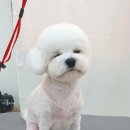 조은애견미용 이미지