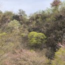 횡성초보캠핑장 | 캠핑일기11) 강원도캠핑장 횡성초보캠핑장 C구역 벚꽃캠핑 실패
