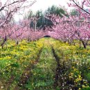 고향의 봄 이미지