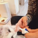 골든캣 | 고양이 양치 시기 놓치지 마세요! 캣디피 덴탈 칫솔 실사용 후기