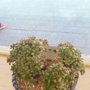 운수민박 이미지