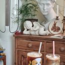 카페나무 이미지