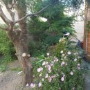 물레방아팬션민박 이미지