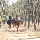 안산승마클럽 이미지