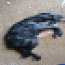 도내흑염소 이미지