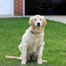 스누피 애견 이미지