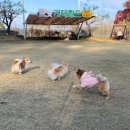 개떼월드 이미지