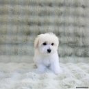 달링하이울산 이미지