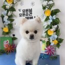 창원 강아지무료미용은 바로 여기! 리얼 후기 보러가기♥
