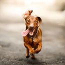 별내동물병원 이미지