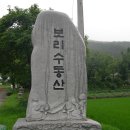 고성보리수 이미지