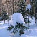 하얀나라 이미지