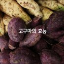 고구마의 효능 이미지