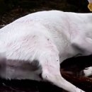 황금사슴농장 이미지