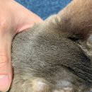 페테리안 이미지