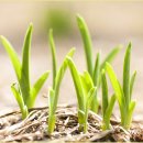 한국 SGI 이미지