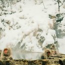 호텔드살롱(Hotel De Salon) | ♨️ 하코네 온천 &amp; 🗻 후지산 전망 카페 완벽 가이드