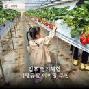 성화농장 | 김포 통진읍 딸기체험 | 더땡큐팜딸기농장 예약부터 체험까지