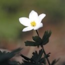 바람꽃