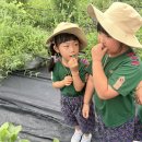 승우농장 Daum카페
