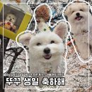 댕빵소 | 성남 강아지 생일 케이크 주문 후기 + 아빠 케이크까지