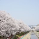 매헌 시민의 숲 (옛 양재시민의 숲) 공원 여의천 둑방길 벚꽃 이미지