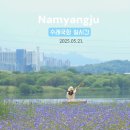 서울근교 꽃나들이_ 5월 수레국화와 양귀비 개화 한강뷰 사진팁 [남양주한강공원삼패지구]