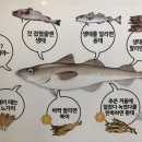 사실상 한국의 이브이 생선.jpg 이미지