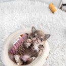 와와커뮤니티하우스 (옥내1) | "창원치와와분양 찐 리뷰 다양한 모색 비교" (마산.부산 포함)