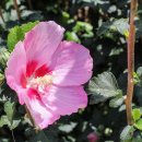 고산자연휴양림 캐라반 입구 이미지