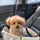 러브펫 멀티펫샵 수유역점 | 영등포 강아지 건강검진 러브펫 동물병원｜5살 누비 견생 건강 적신호 발견