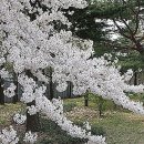 복숭아꽃 살구꽃 이미지