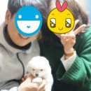 참 조은 훈이네 강아지 이미지